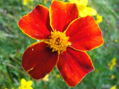 Billede af blomst